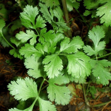 Des images de diff�rentes plantes